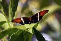 Siproeta epaphus image