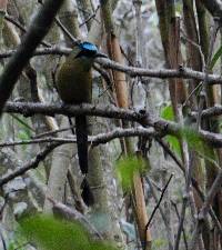 Momotus aequatorialis image