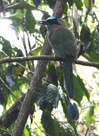 Momotus aequatorialis image