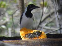 Cyanocorax mystacalis image