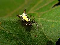 Micrathena raimondi image