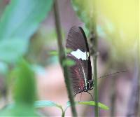 Heliconius himera image