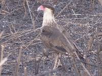 Caracara plancus image