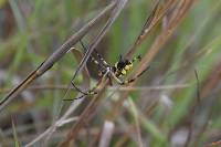 Argiope argentata image