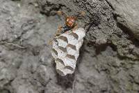 Polistes versicolor image