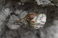 Polistes versicolor image