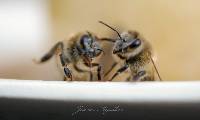 Apis mellifera image