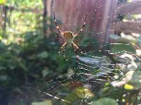 Argiope argentata image