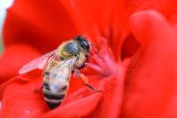 Apis mellifera image