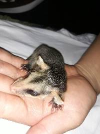 Didelphis marsupialis image