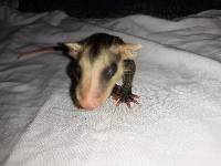 Didelphis marsupialis image