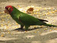 Aratinga erythrogenys image