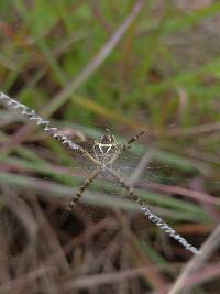 Argiope argentata image