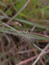 Argiope argentata image