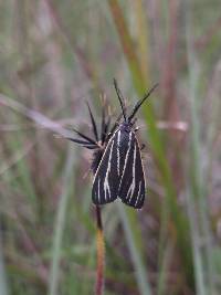 Ctenucha venosa image