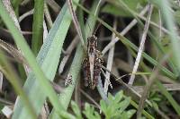 Baeacris punctulata image