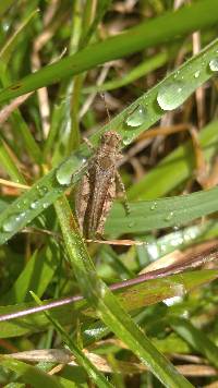 Baeacris punctulata image