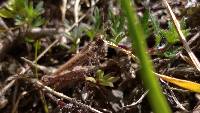 Baeacris punctulata image