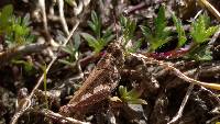 Baeacris punctulata image