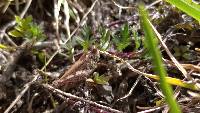 Baeacris punctulata image