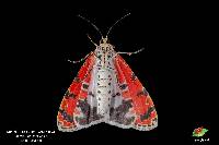 Utetheisa ornatrix image