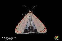 Utetheisa ornatrix image