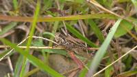 Baeacris punctulata image