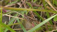 Baeacris punctulata image