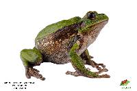 Gastrotheca elicioi image