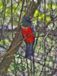 Trogon melanurus image