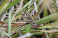 Baeacris punctulata image