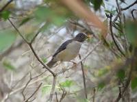 Turdus reevei image