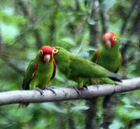 Aratinga erythrogenys image