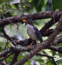 Turdus reevei image