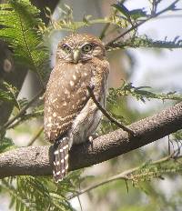 Glaucidium peruanum image