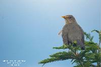 Turdus chiguanco image