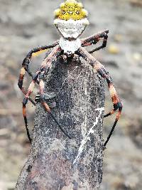 Argiope argentata image