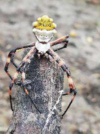 Argiope argentata image