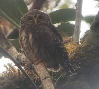 Glaucidium jardinii image