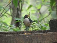 Turdus reevei image