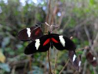 Heliconius himera image