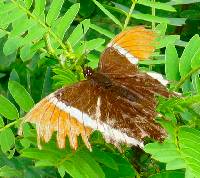 Siproeta epaphus image