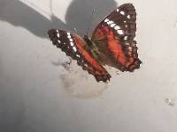 Anartia amathea image