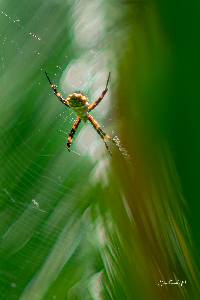 Argiope argentata image