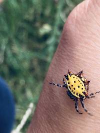 Gasteracantha cancriformis image