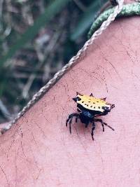 Gasteracantha cancriformis image