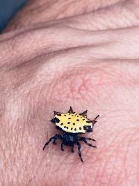 Gasteracantha cancriformis image