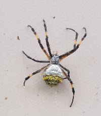 Argiope argentata image