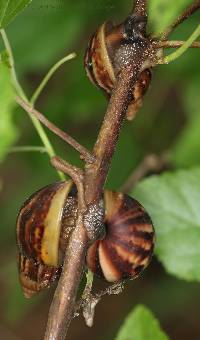 Lissachatina fulica image