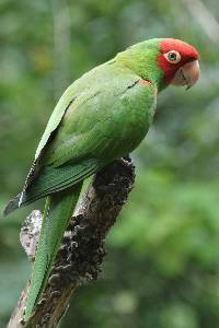 Aratinga erythrogenys image